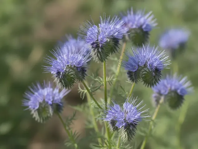 Bijenvriend (phacelia)