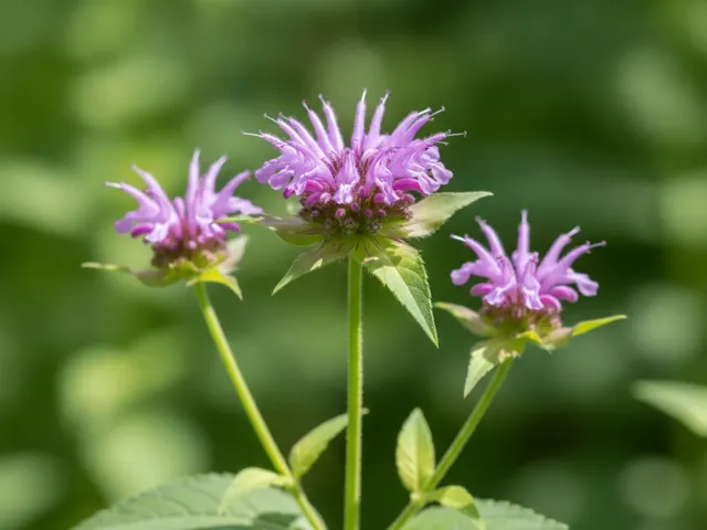 Citroenverbena van de tuin (citroenbergamot)