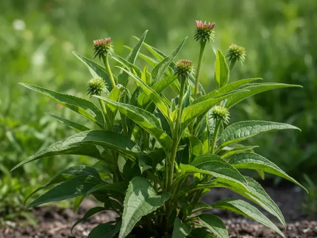 Echinacea (rode zonnehoed)