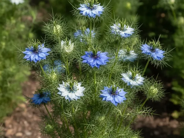 Juffertje-in-het-groen 'Miss Jekyll'