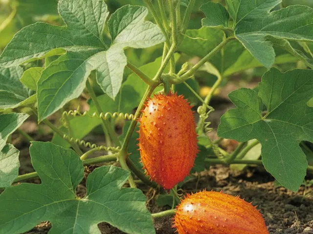 Kiwano 'Hoornmeloen'