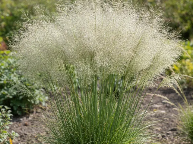 Pluimgierst 'Frosted Explosion' (siergras)