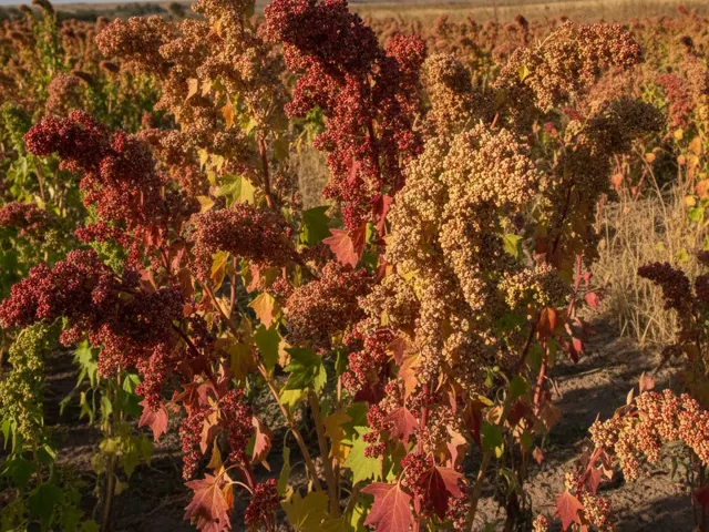 Quinoa