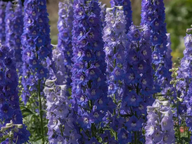 Ridderspoor 'Pacific Giants'